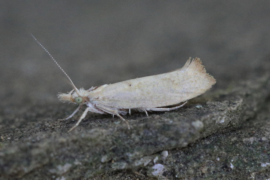 Photo of Barred Smudge (Ypsolopha alpella)